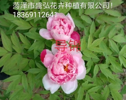 菏泽市盛弘花卉种植有限公司