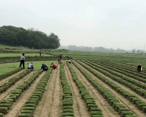 草坪，马尼拉，百慕大，混播果岭草，四季青。