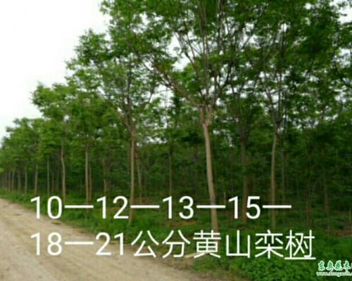 供栾树8-20公分1一3年冠280公分主杆