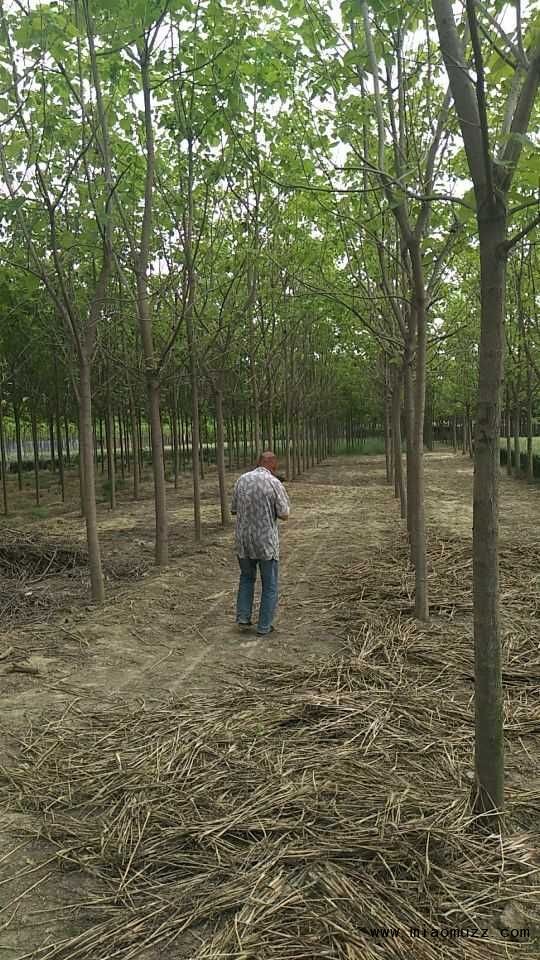 楸树种植基地