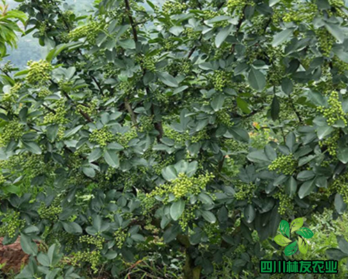 供应四川藤椒苗，技术员免费培训藤椒苗种植管理技术