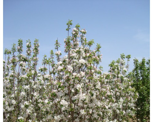 供应绿化八棱海棠树1-20公分