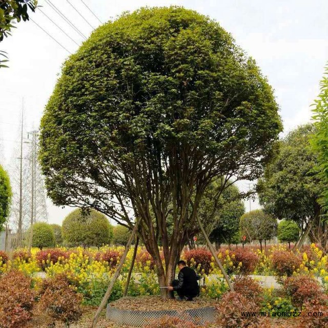 浙江茗山龙花木基地