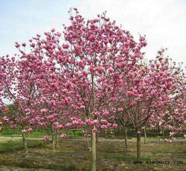 浙江茗山龙花木基地