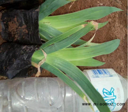 水生燕尾批发、种植基地