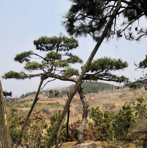 造型油松