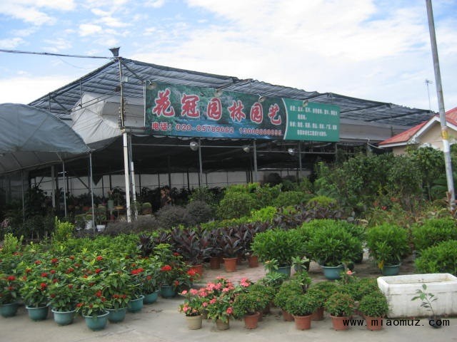 广州市花都南方花卉交易中心