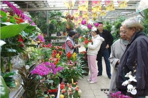 武汉花卉市场 