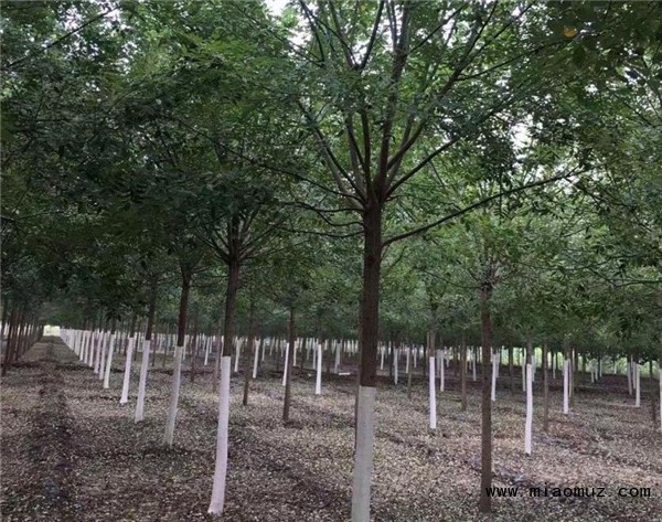 国槐种植间距应该如何控制不容易生病