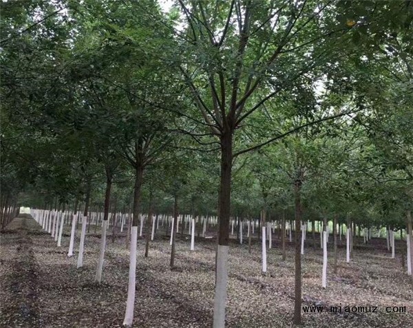 国槐等植物在自然界和国民经济的作用价值