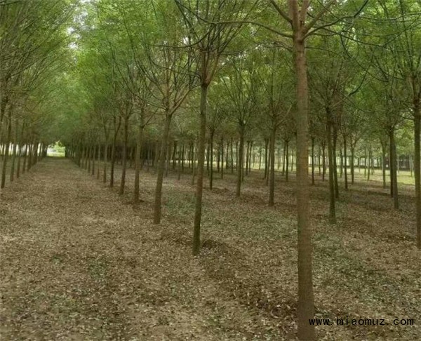 国槐等植物在自然界和国民经济的作用价值
