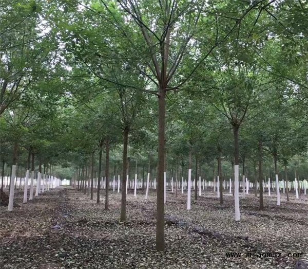 国槐等植物在自然界和国民经济的作用价值