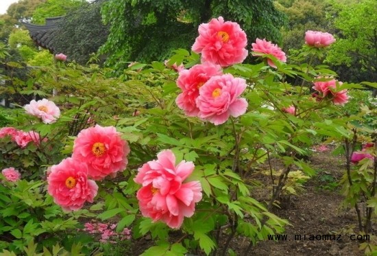 北花南养的秘诀，说说北花如何南养