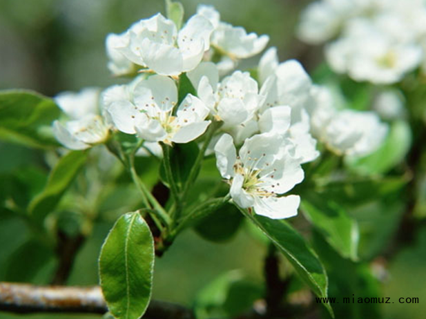 茉莉花