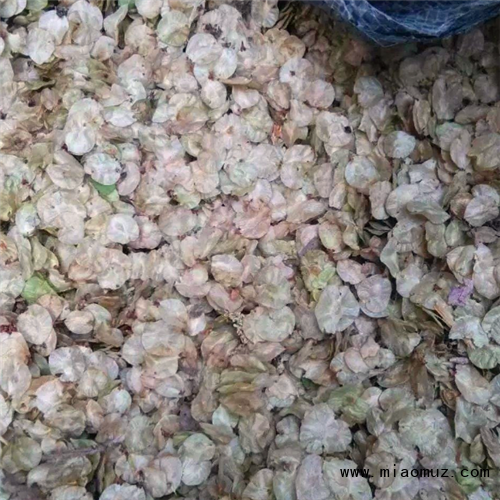 金叶榆种子，实拍图片