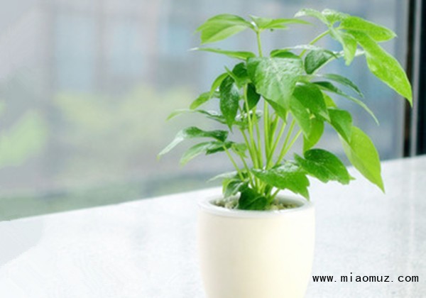 植物花卉盆栽