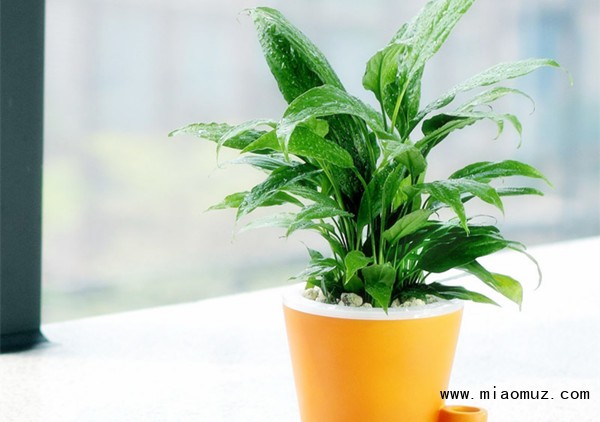 花卉盆栽