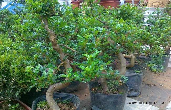 清香木开花吗