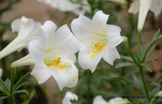 盆栽百合花怎么养