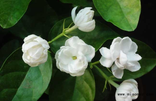 茉莉花有毒吗