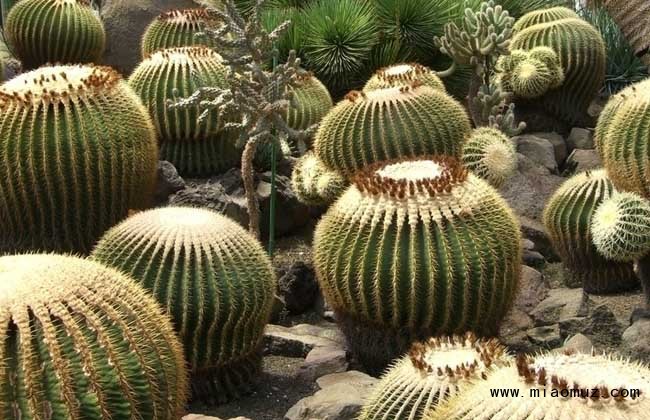 仙人球长斑怎么办