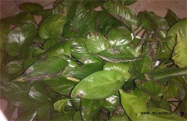 盆栽绿萝生虫子怎么办