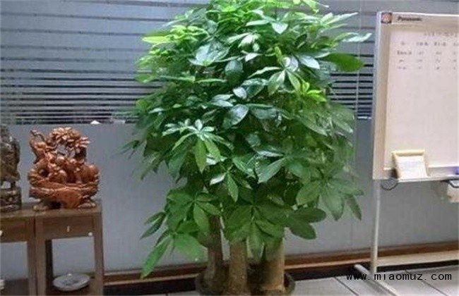发财树冬天怎么养