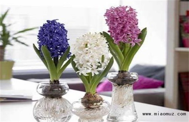 秋冬季节适合养什么花