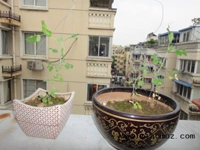牵牛花盆景栽培技巧