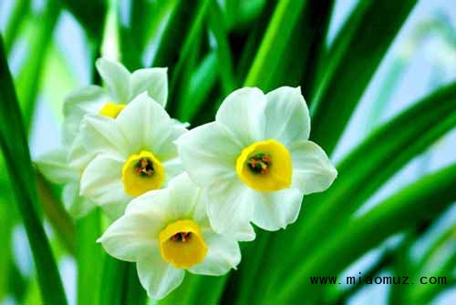 水仙花