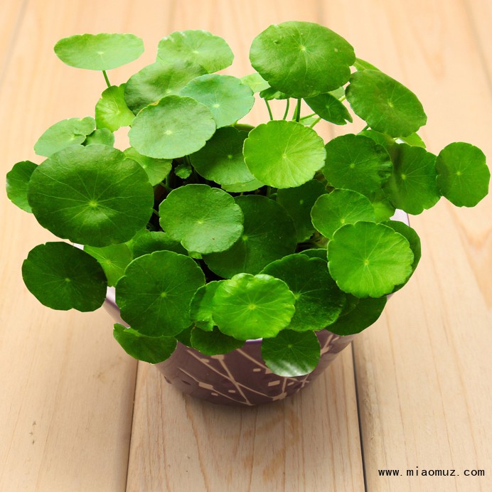 观叶植物