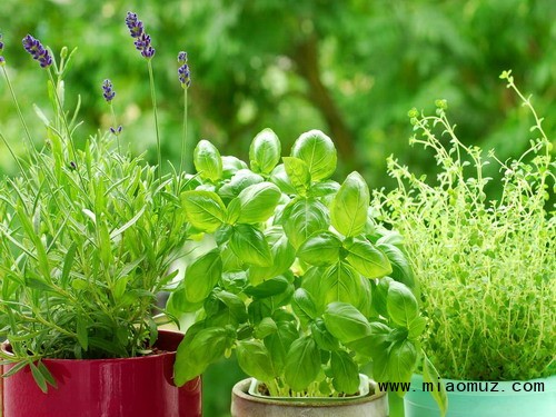 观叶植物养护