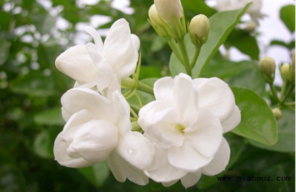 山茶花