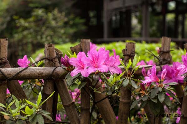 杜鹃花