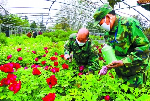 施肥方法介绍