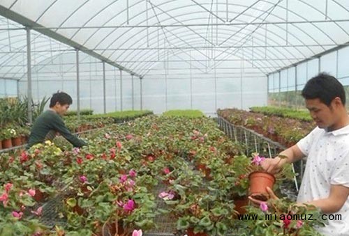 苗木施肥方法