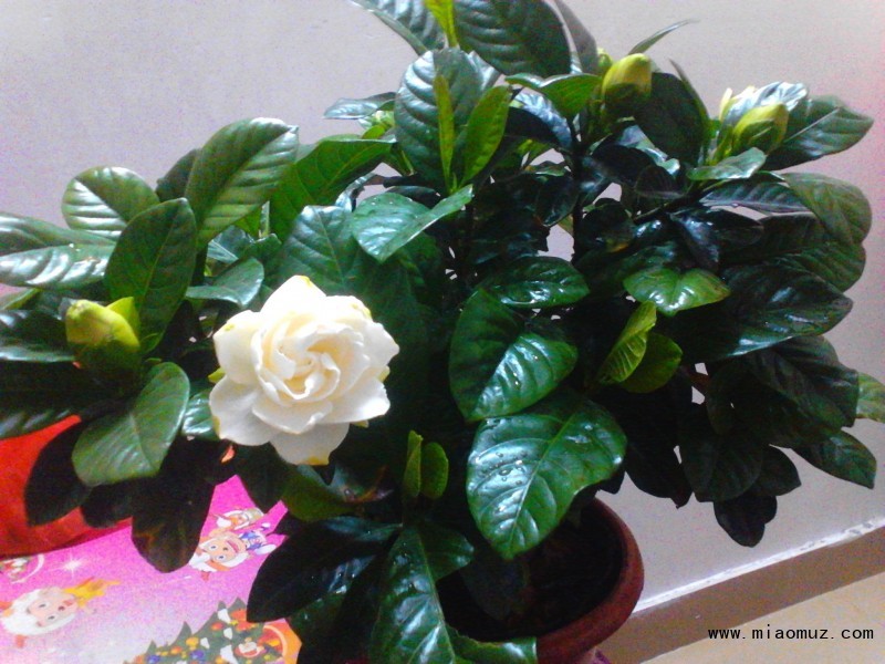 大叶栀子花