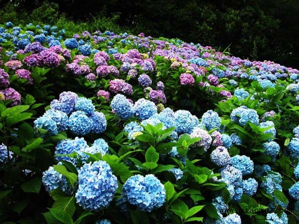 绣球花怎么养