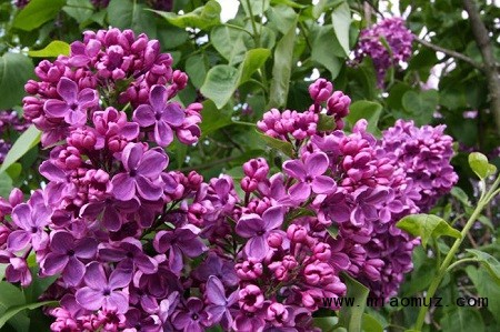 紫花欧丁香
