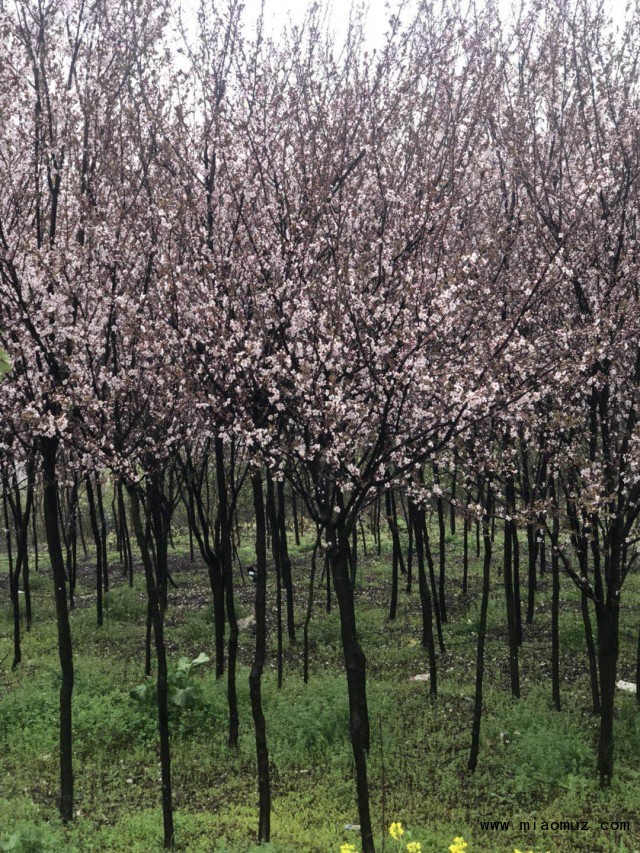 李子树