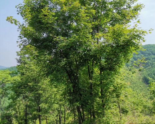 出售蒙古力，五角风，水曲柳，花曲柳，茶条戚，山丁子，核桃秋，稠李等山苗单株40公分以下，丛生5条以上20公分以下大量。山桃稠李，紫叶稠李，红叶李，紫叶李10公分以下都有，白华2到20公分，还有各种果树