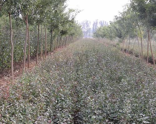 刺槐苗 山杏苗 枣树苗 花椒苗