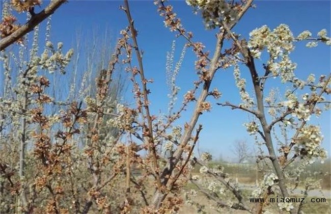 果树秋季开返花原因及解决方法