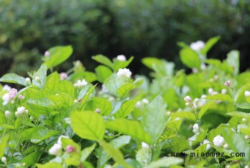 茉莉花一般什么时间换盆