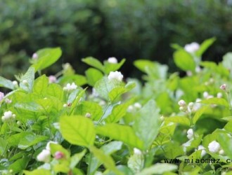 茉莉花换盆时间及养护管理