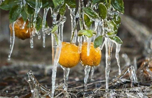 柑橘越冬注意事项