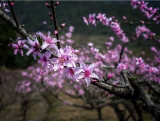 在春季桃树施什么肥更好