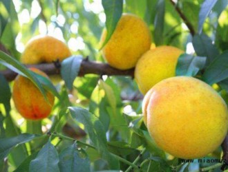 黄桃常见病虫害的防治方法