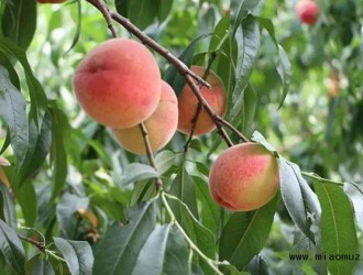 桃树畸形果形成原因与防止措施