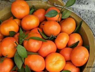 柑橘退酸增甜施肥的要点介绍